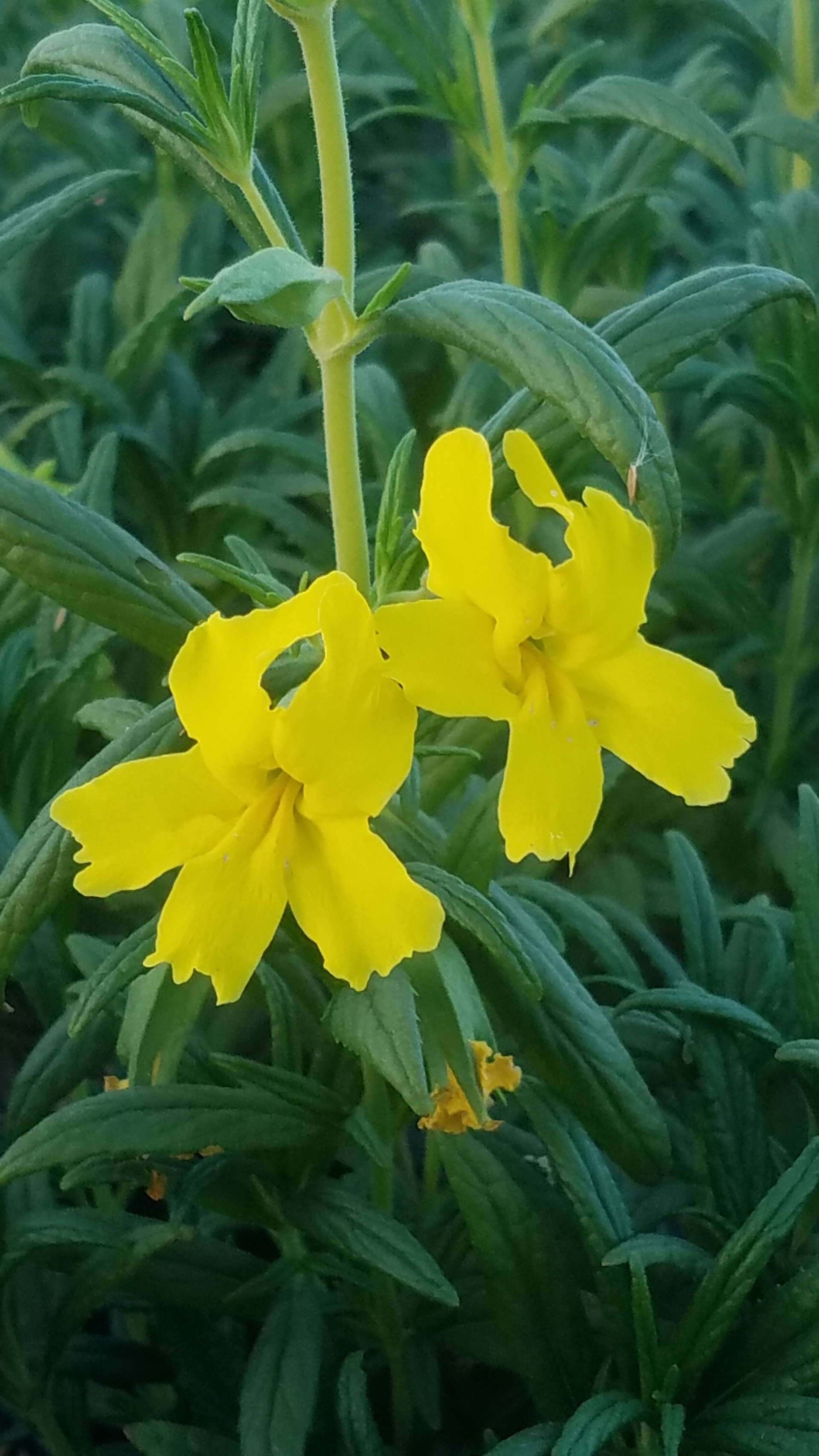 Mimulus 'Jelly Bean Orange' PPAF (Diplacus) (Monkeyflower Selection Orange)