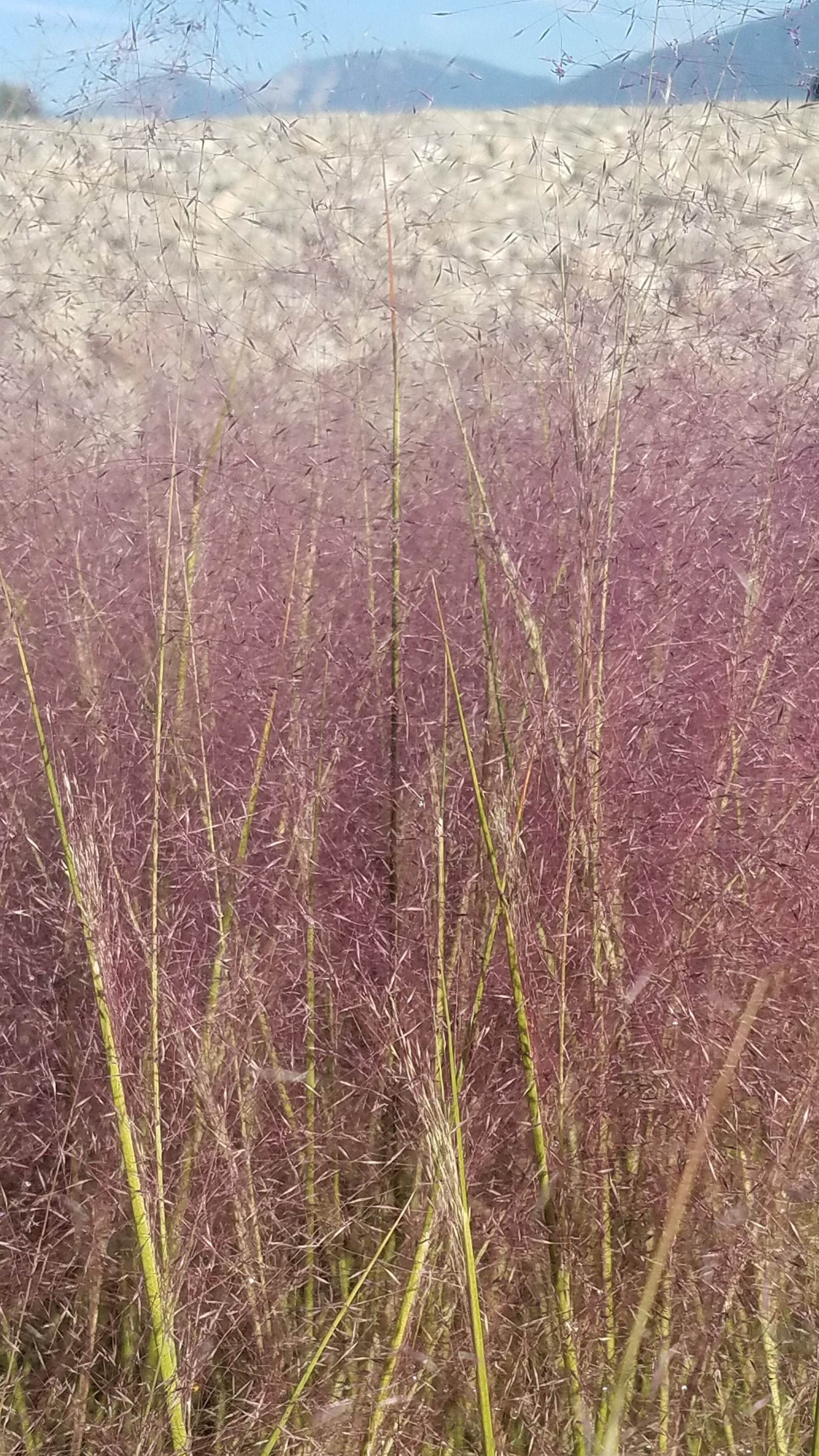 Muhlenbergia dumosa (Bamboo Muhly)