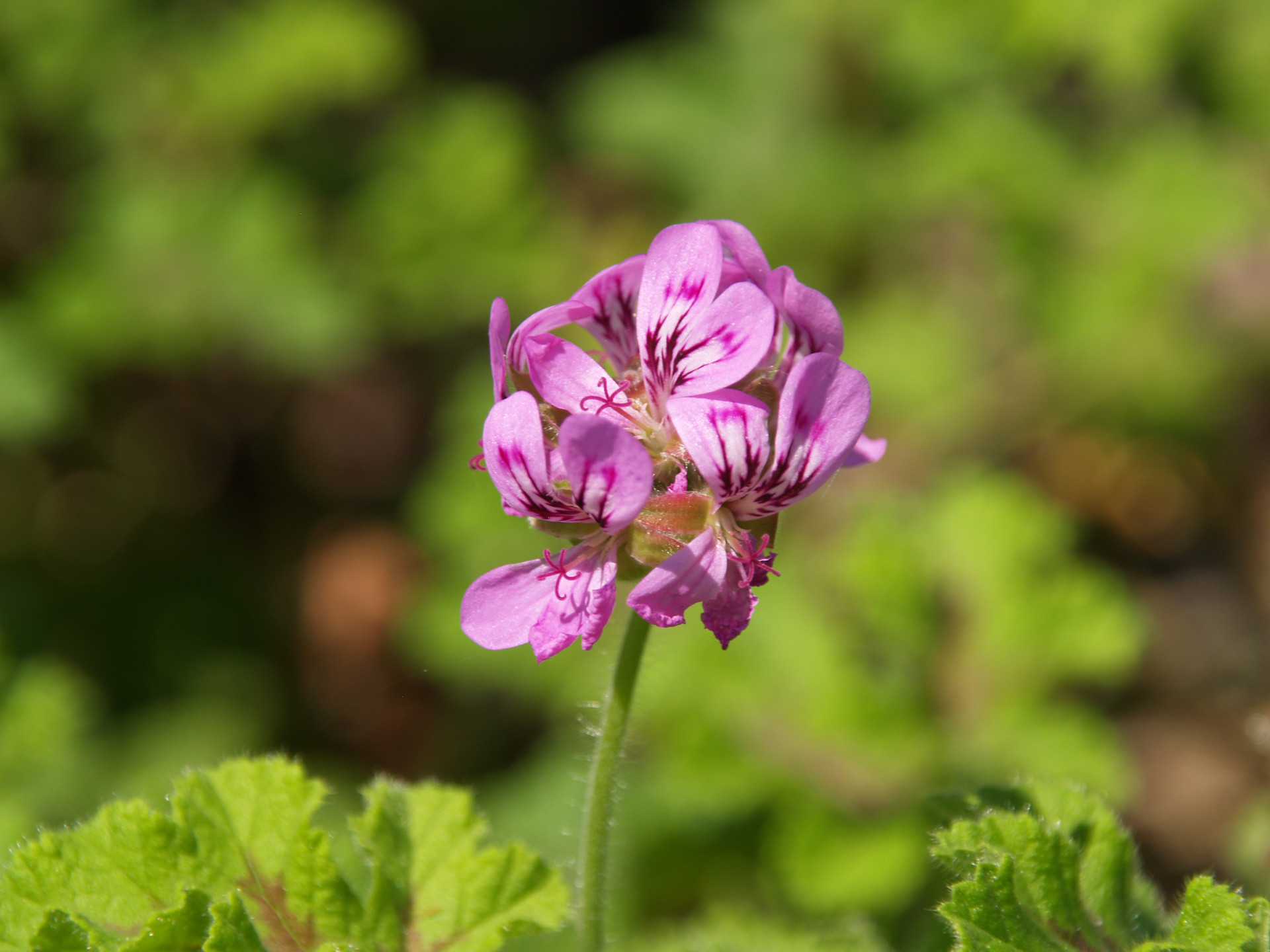 Pelargonium 'Chocolate Mint' (Pelargonium)