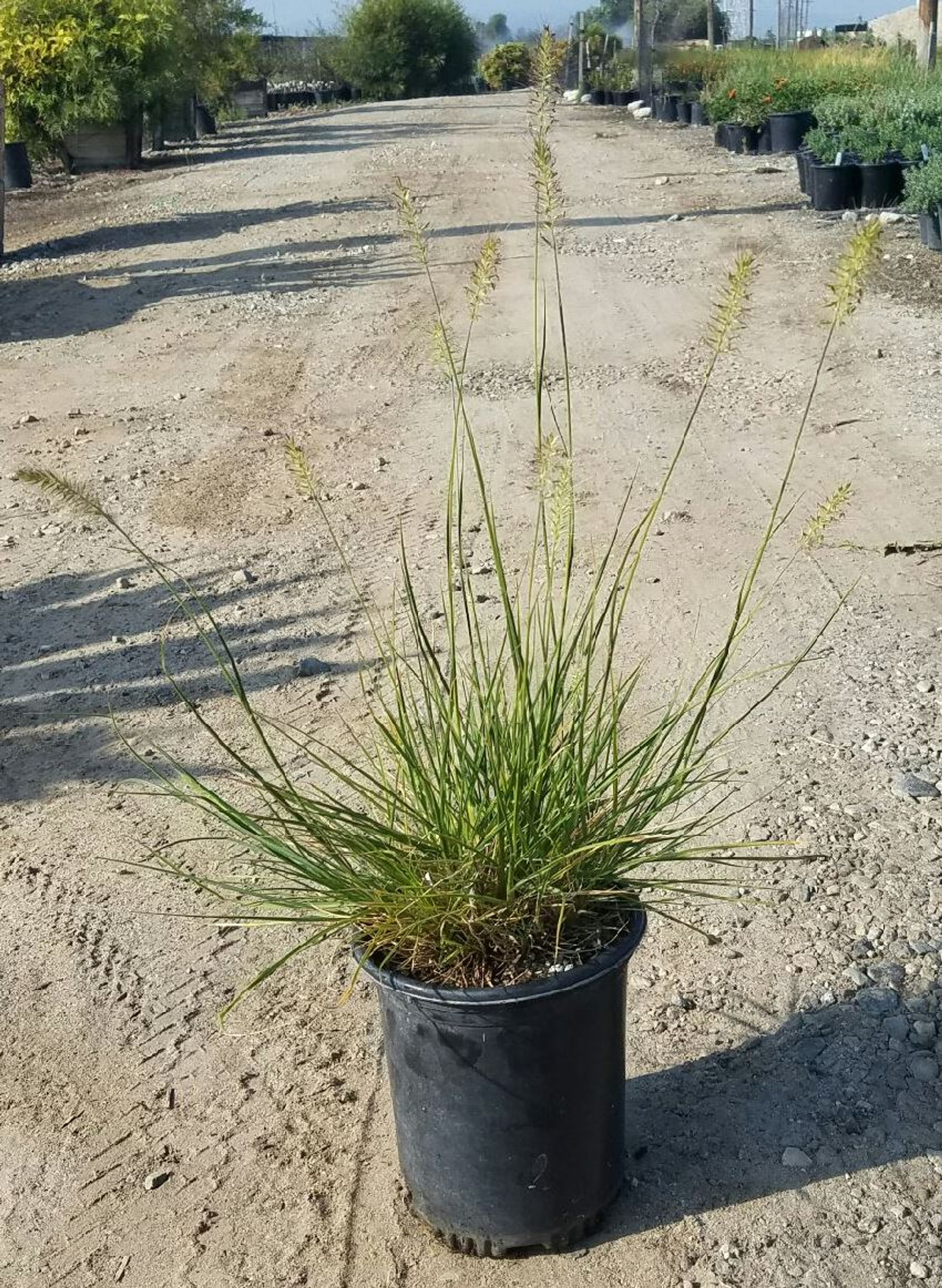 Pennisetum alopecuroides 'Little Bunny' (Miniature Fountain Grass)