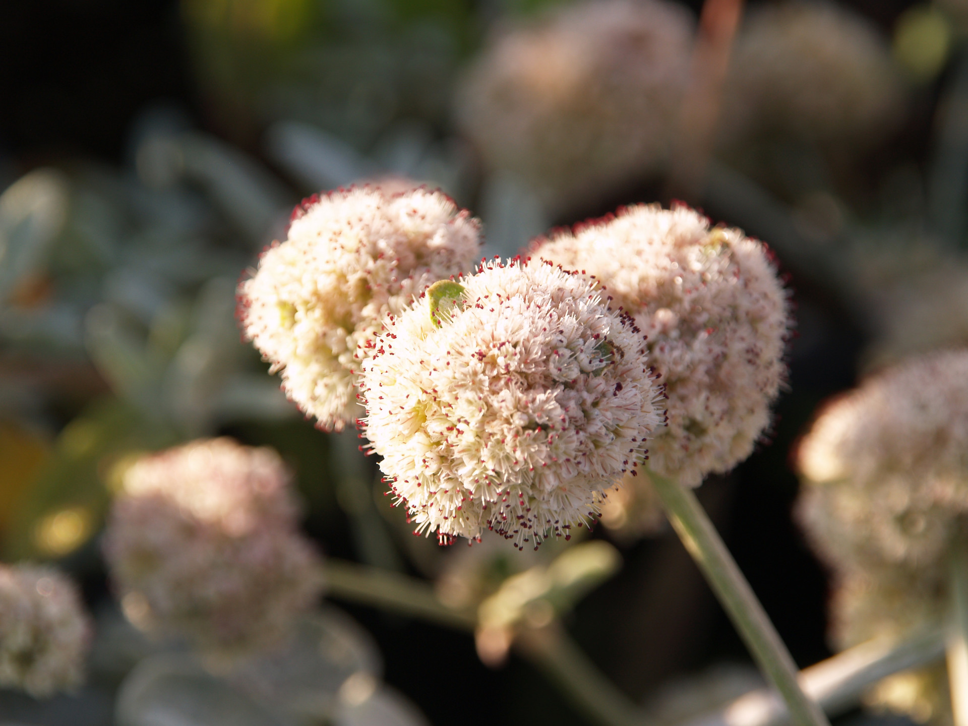 Eriogonum grande rubescens (Red Buckwheat)