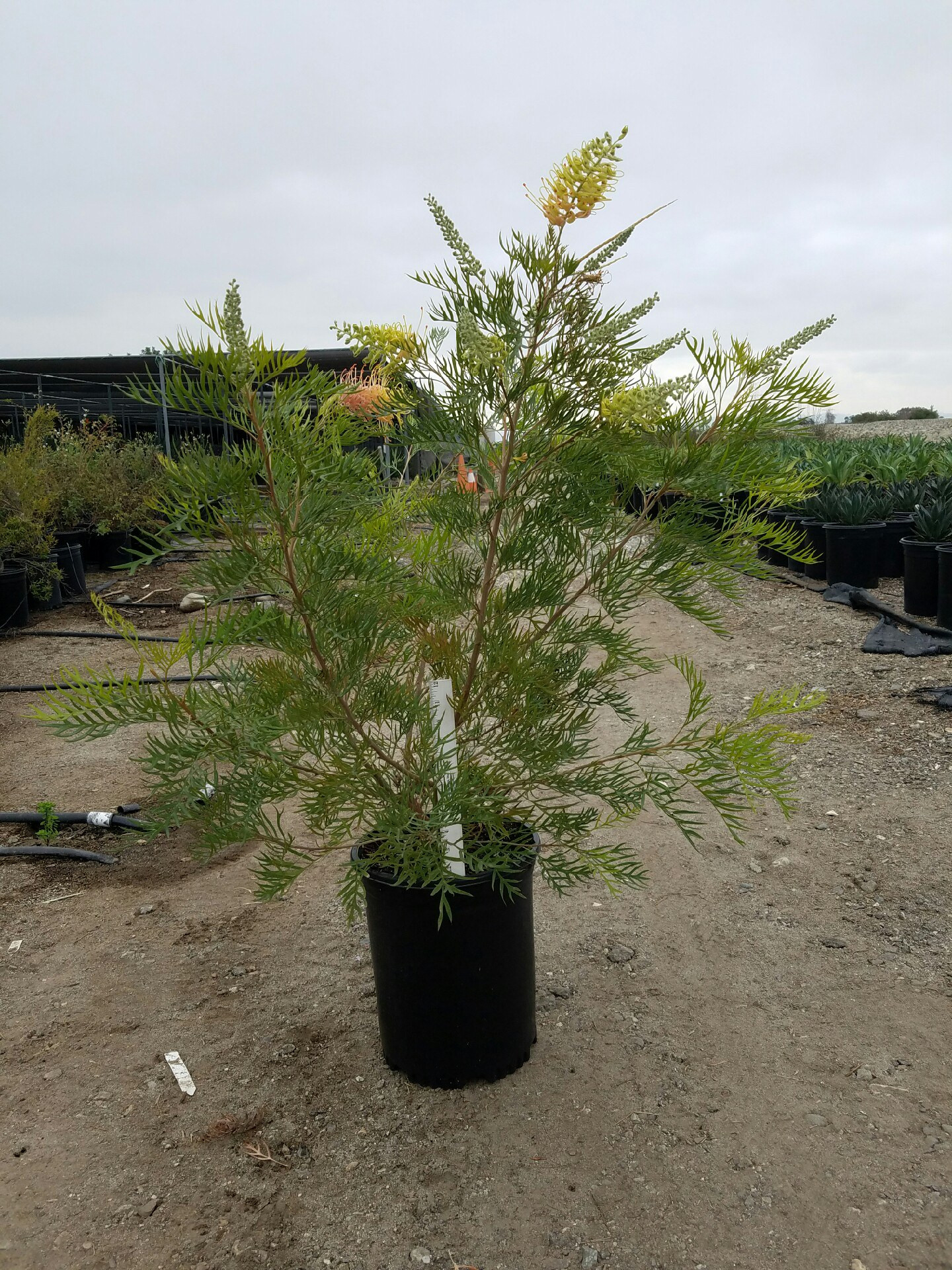 Grevillea 'Peaches and Cream' (PP18,035) (Grevillea Hybrid)