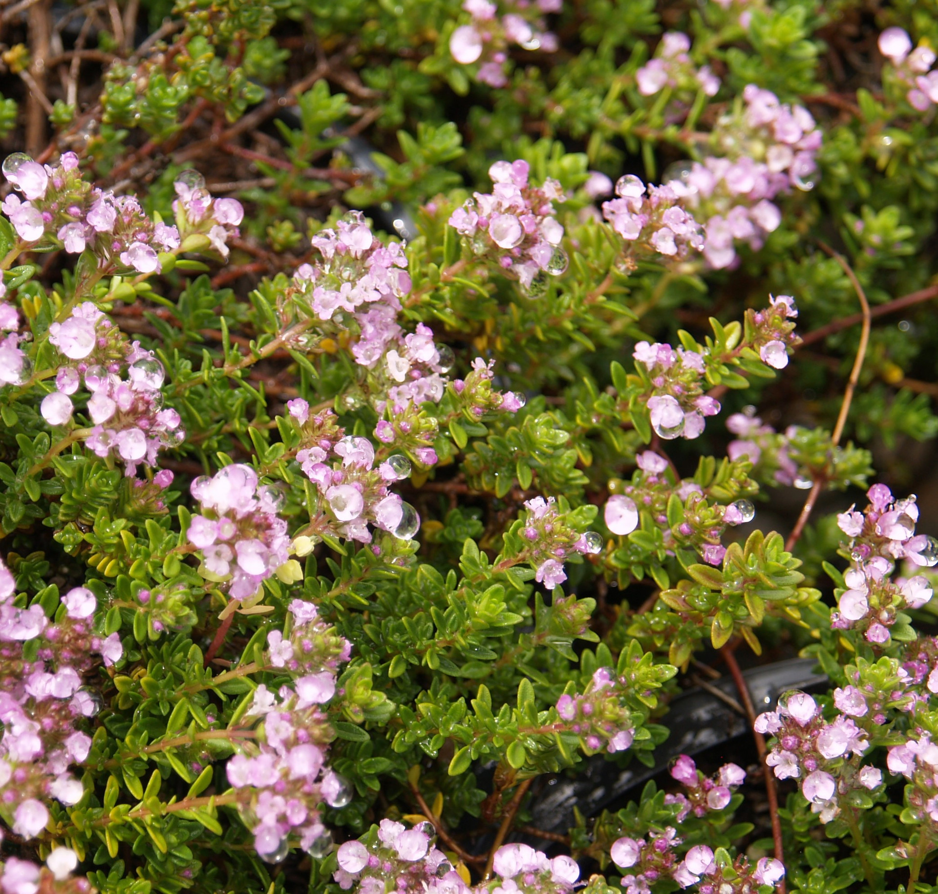 Thymus 'Doone Valley' (Creeping Thyme Selection)
