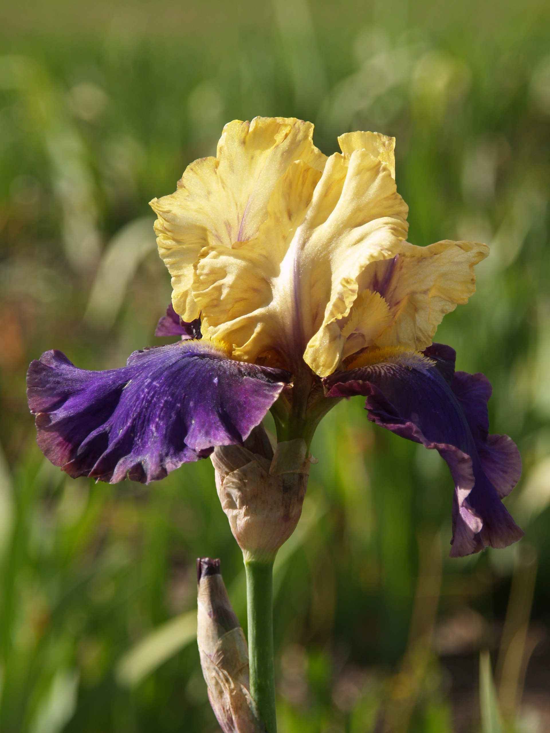 Iris g. 'Jurassic Park' (Bearded Iris)