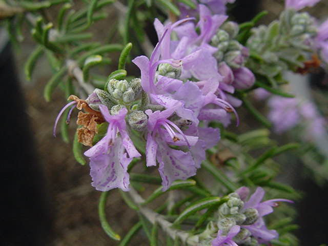 rosmarinus-officinalis-tuscan-blue-upright-rosemary-selection