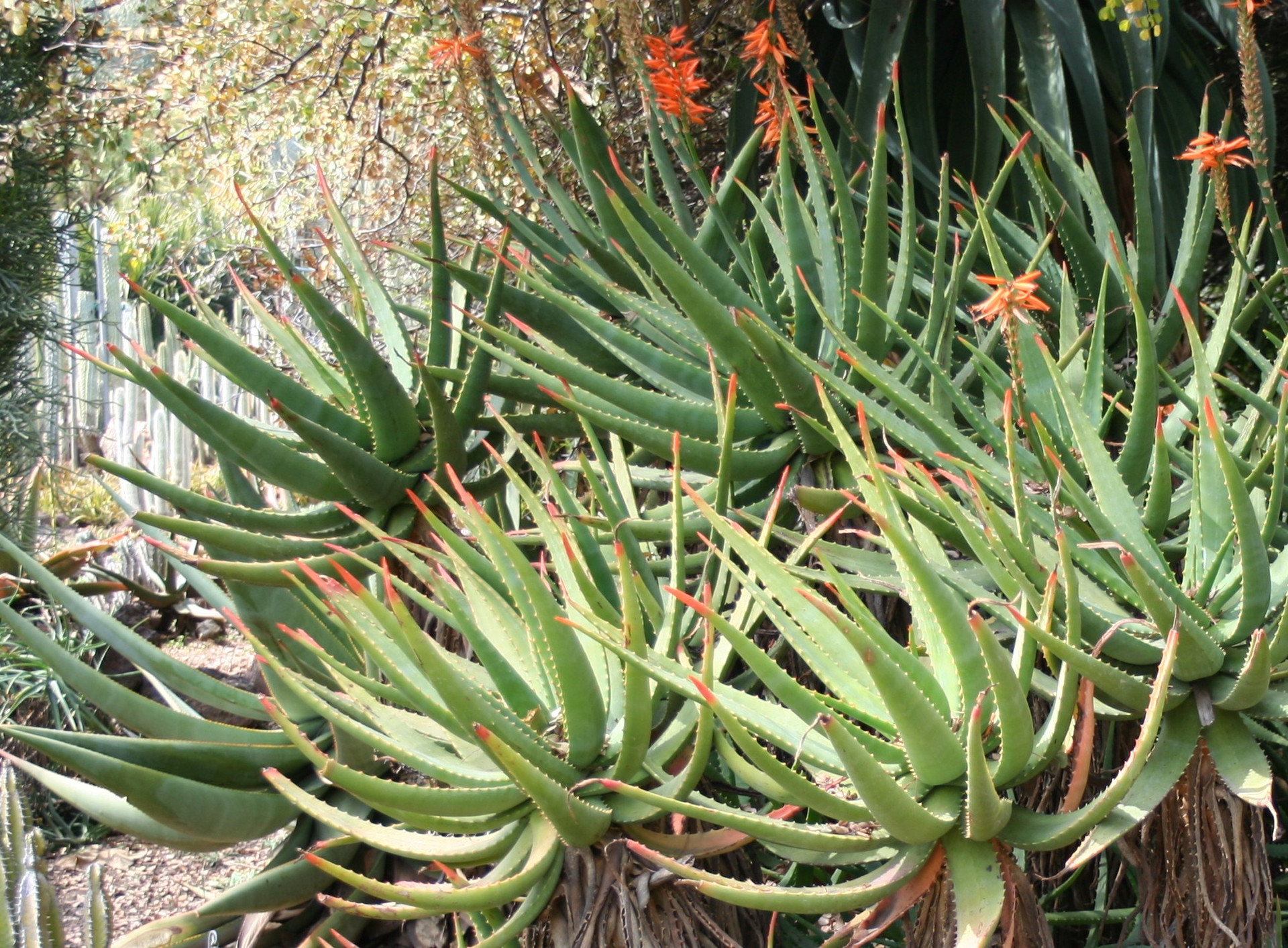 Aloe Ciliaris Climbing Aloe 9452