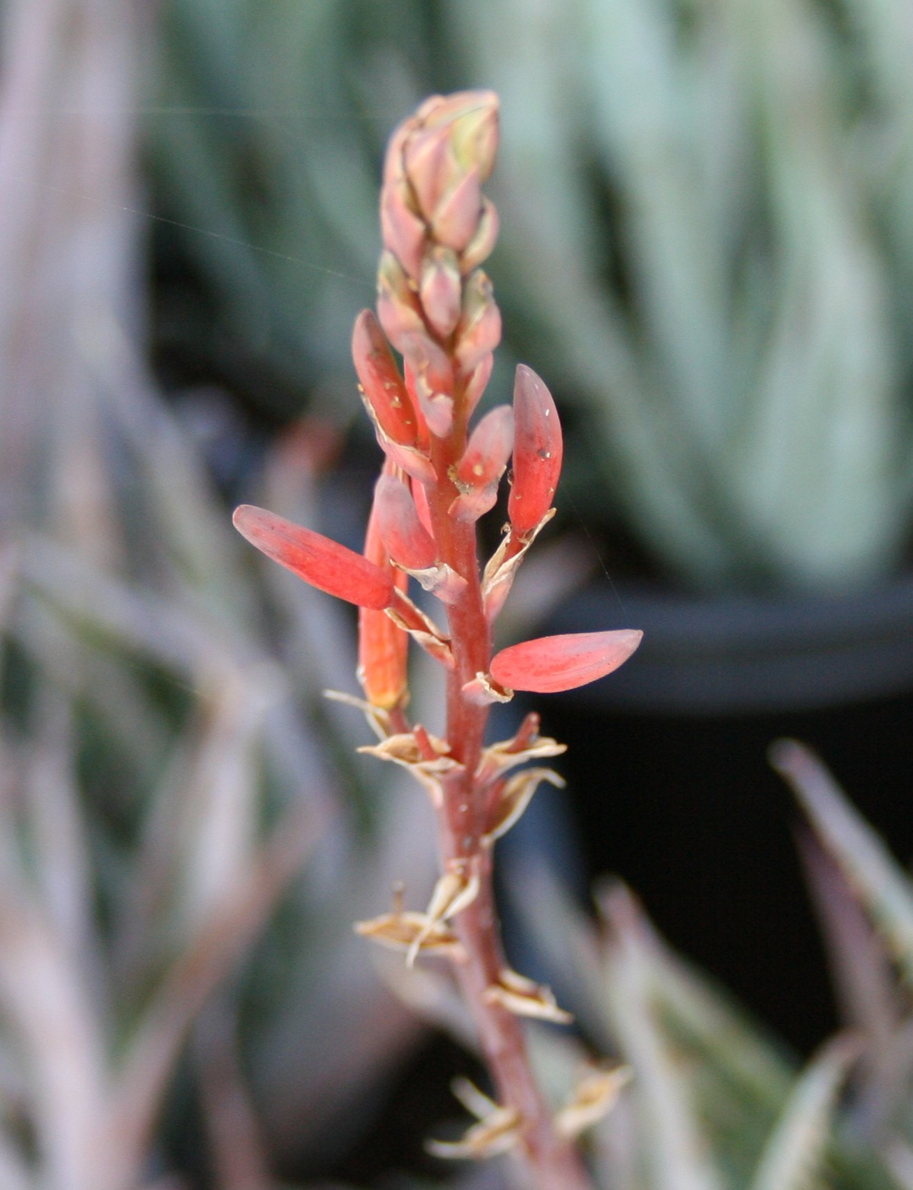 Aloe 'Blue Elf' (Aloe Hybrid)