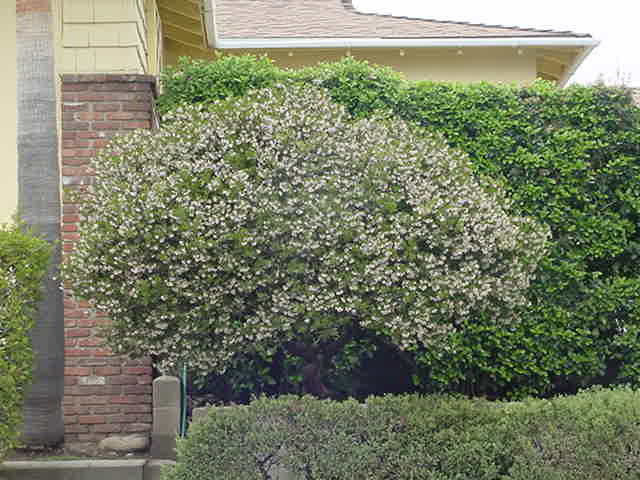Arctostaphylos bakeri 'Louis Edmunds’ (Manzanita Selection)