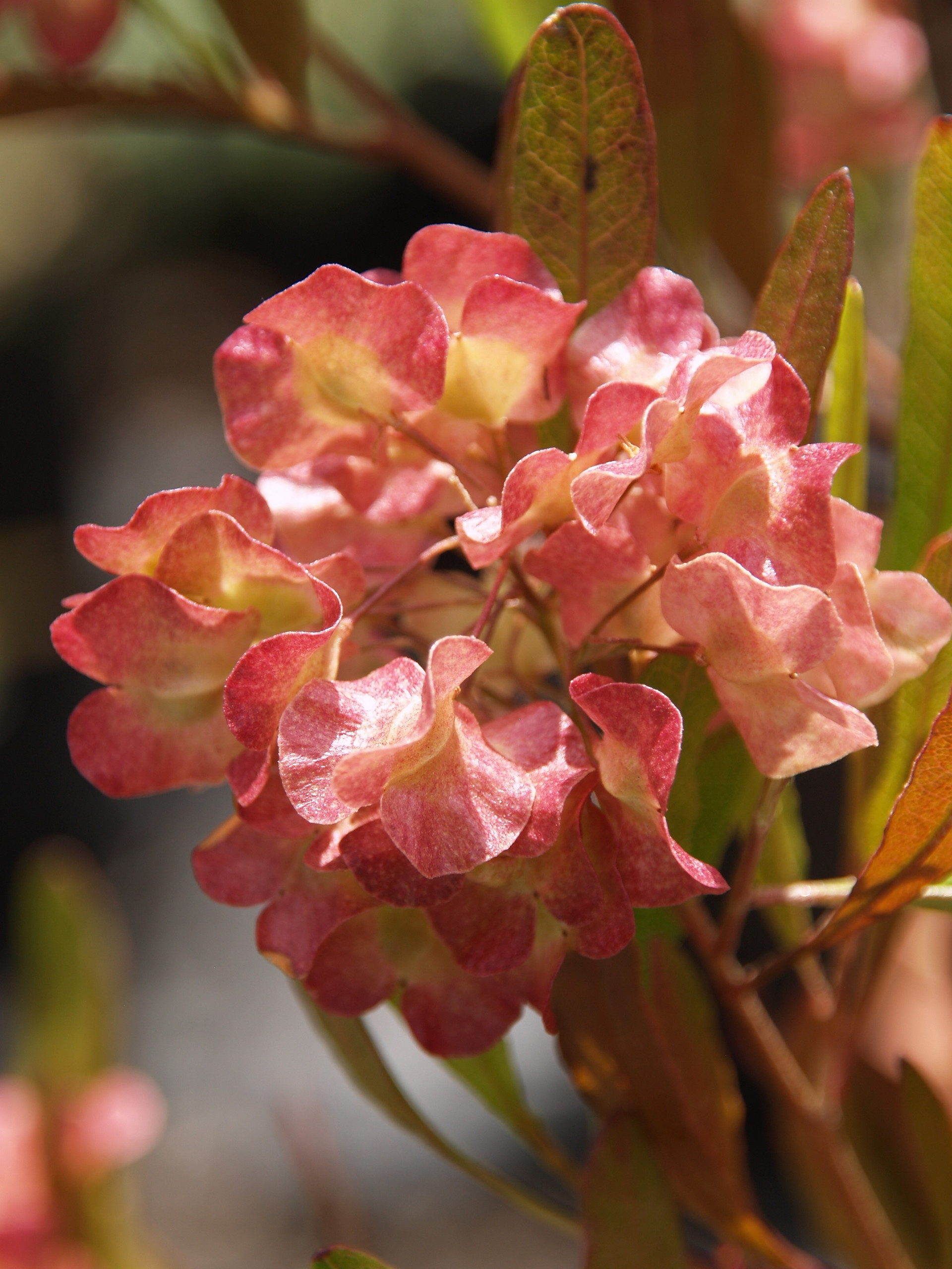 Dodonaea viscosa 'Purpurea' (PurpleHopseed Bush)