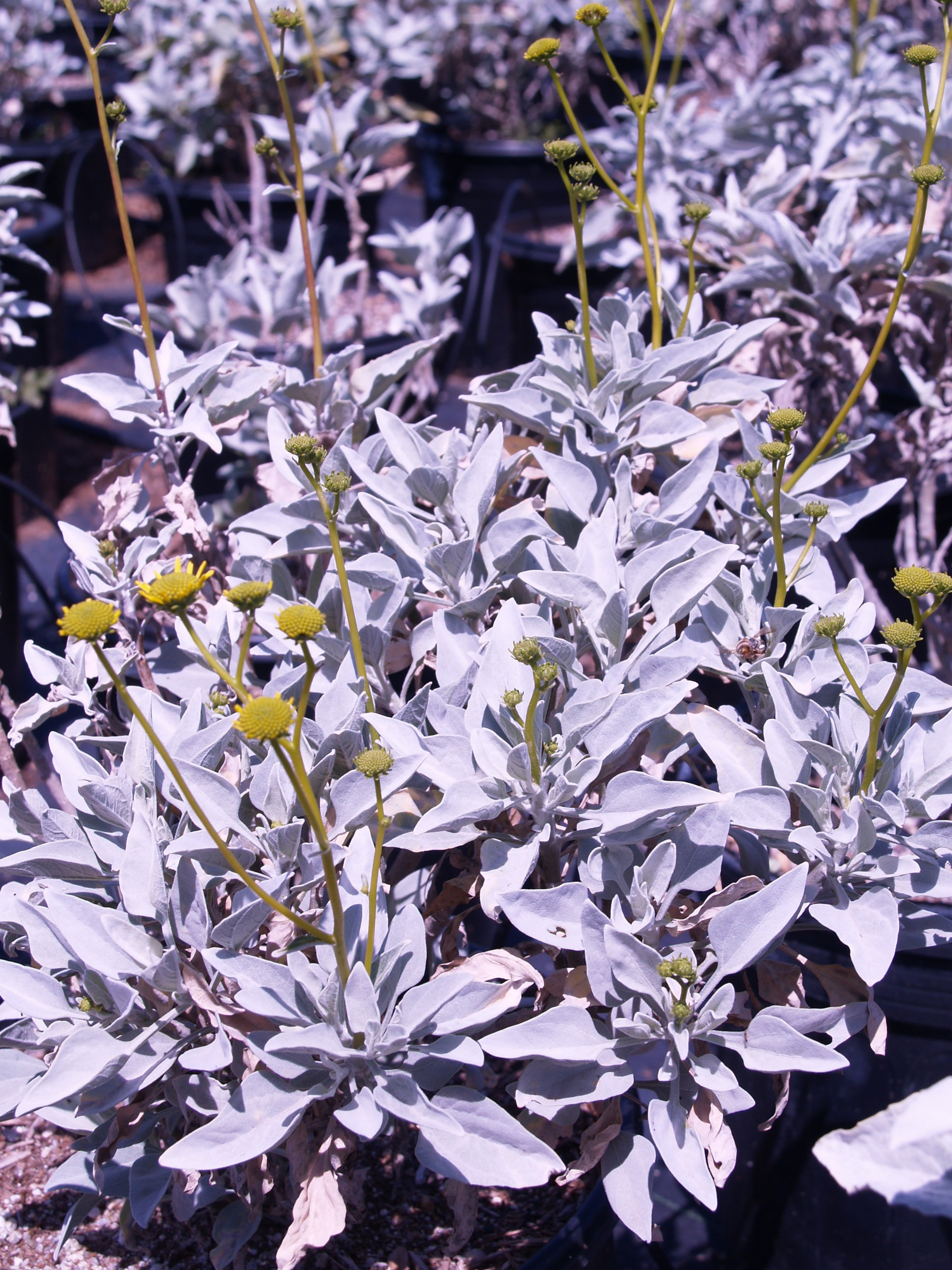 encelia-farinosa-brittlebush