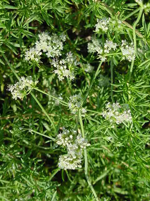 Eriogonum fasciculatum 'Dana Point' (California Buckwheat Selection)