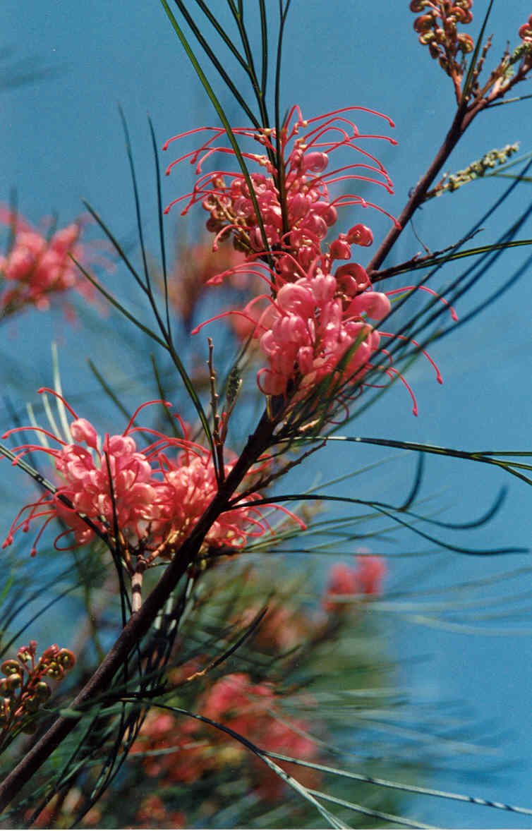 Grevillea 'Long John' (Grevillea Hybrid)