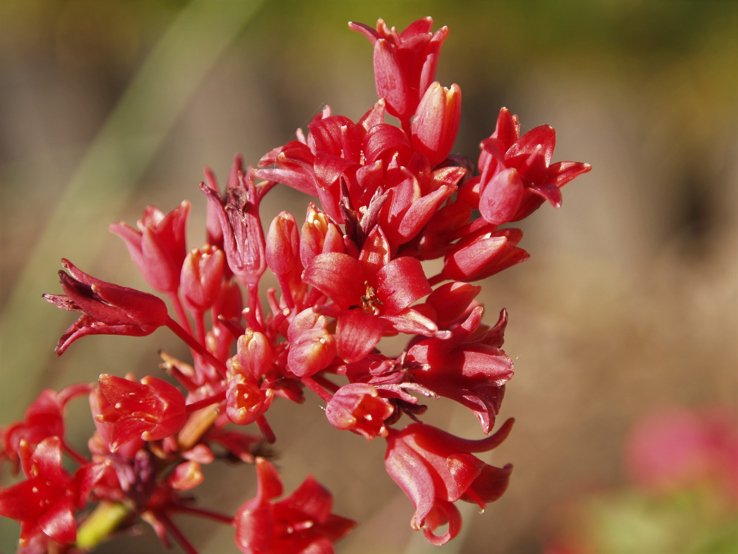 Hesperaloe parviflora 'Brakelights (PP21,729) (Red Yucca Selection)
