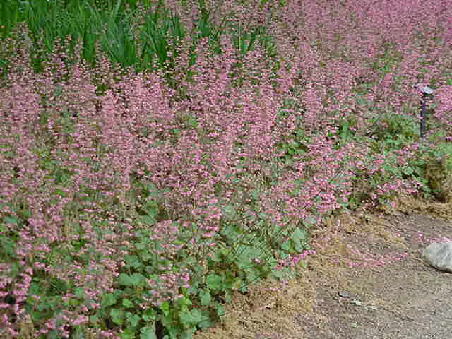 Heuchera 'Rosada' (Alum Root Hybrid)