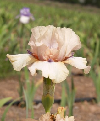 Iris g. 'Concertina' (Bearded Iris Intermediate Peach/Pink Blue beard)