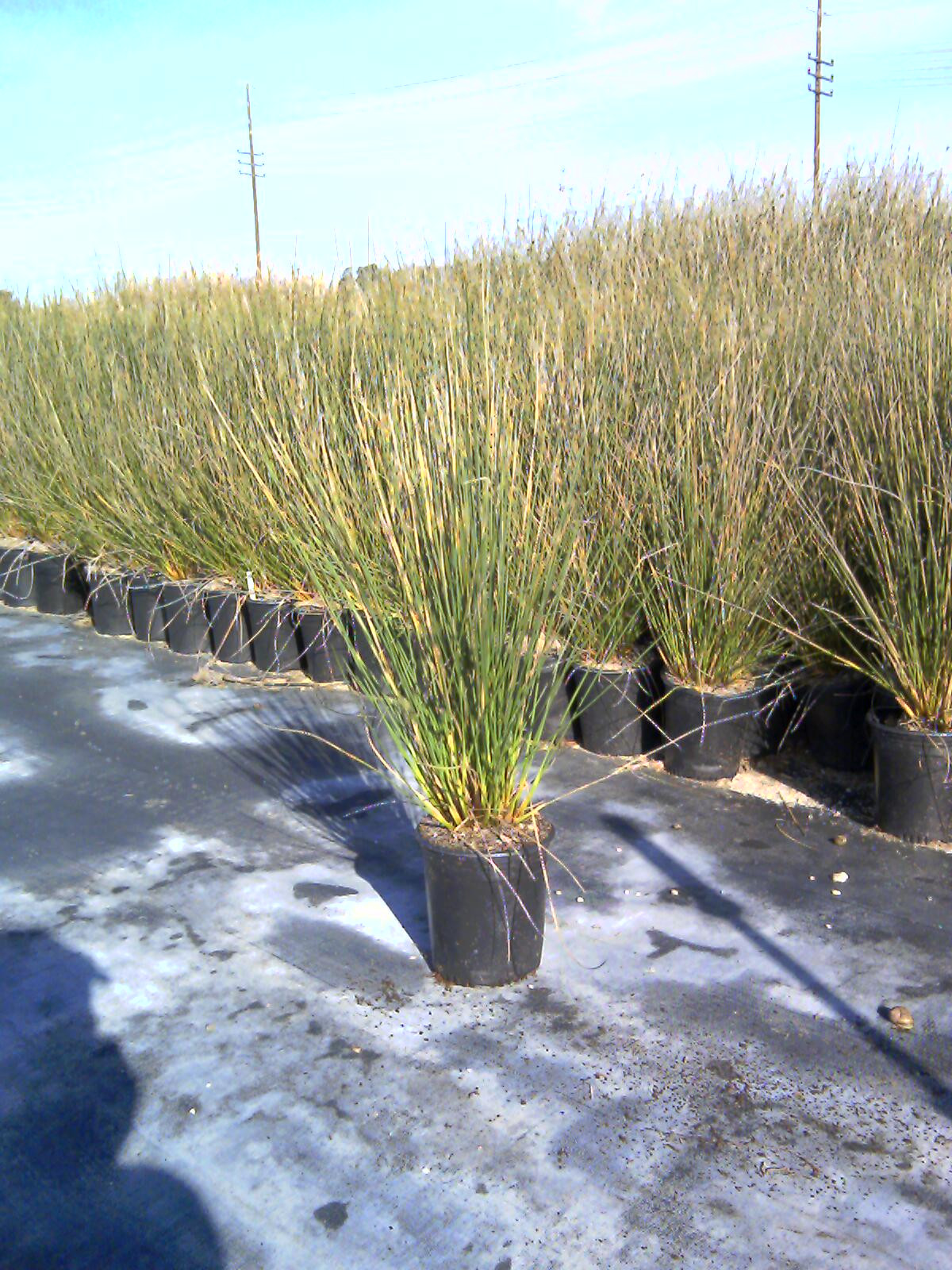 Juncus acutus (Spiny Rush)