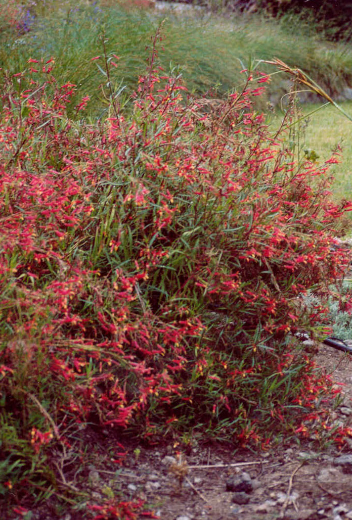Phormium 'Tom Thumb’ (Dwarf New Zealand Flax)