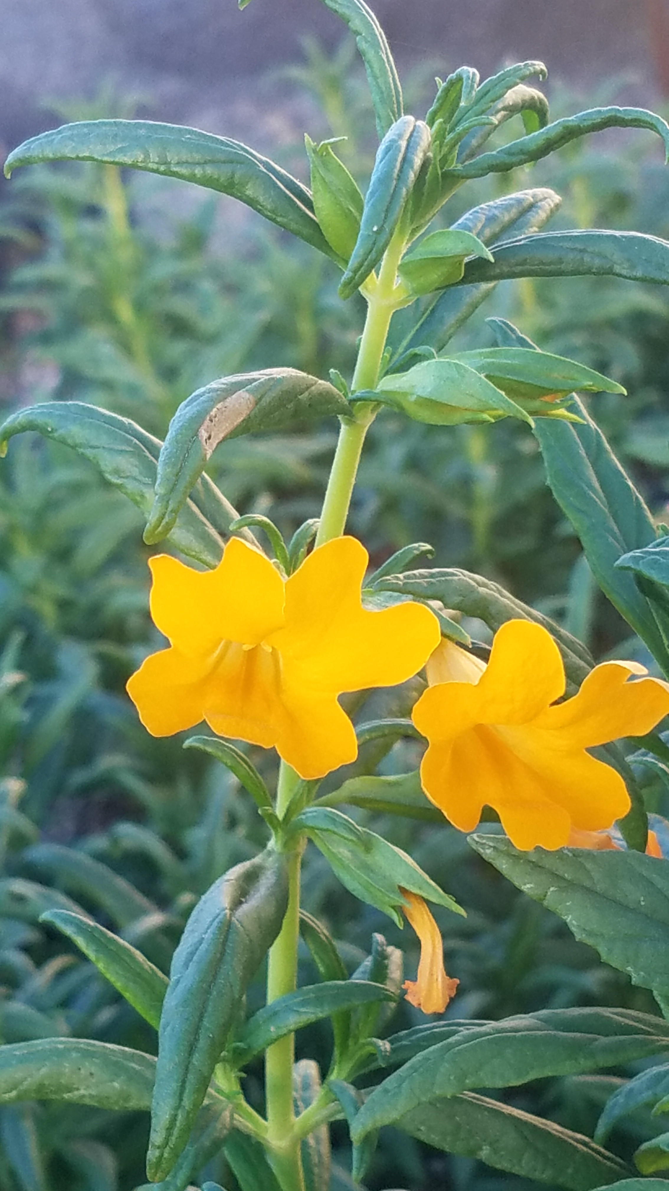 Mimulus 'Jelly Bean Orange' PPAF (Diplacus) (Monkeyflower Selection