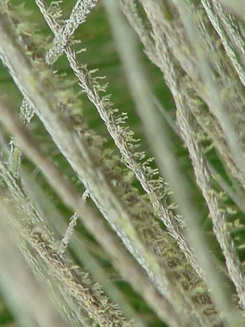 Muhlenbergia rigens (Deergrass)