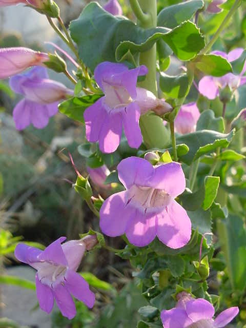Calandrinia spectabilis (Cistanthe grandiflora) (Rock Purslane)