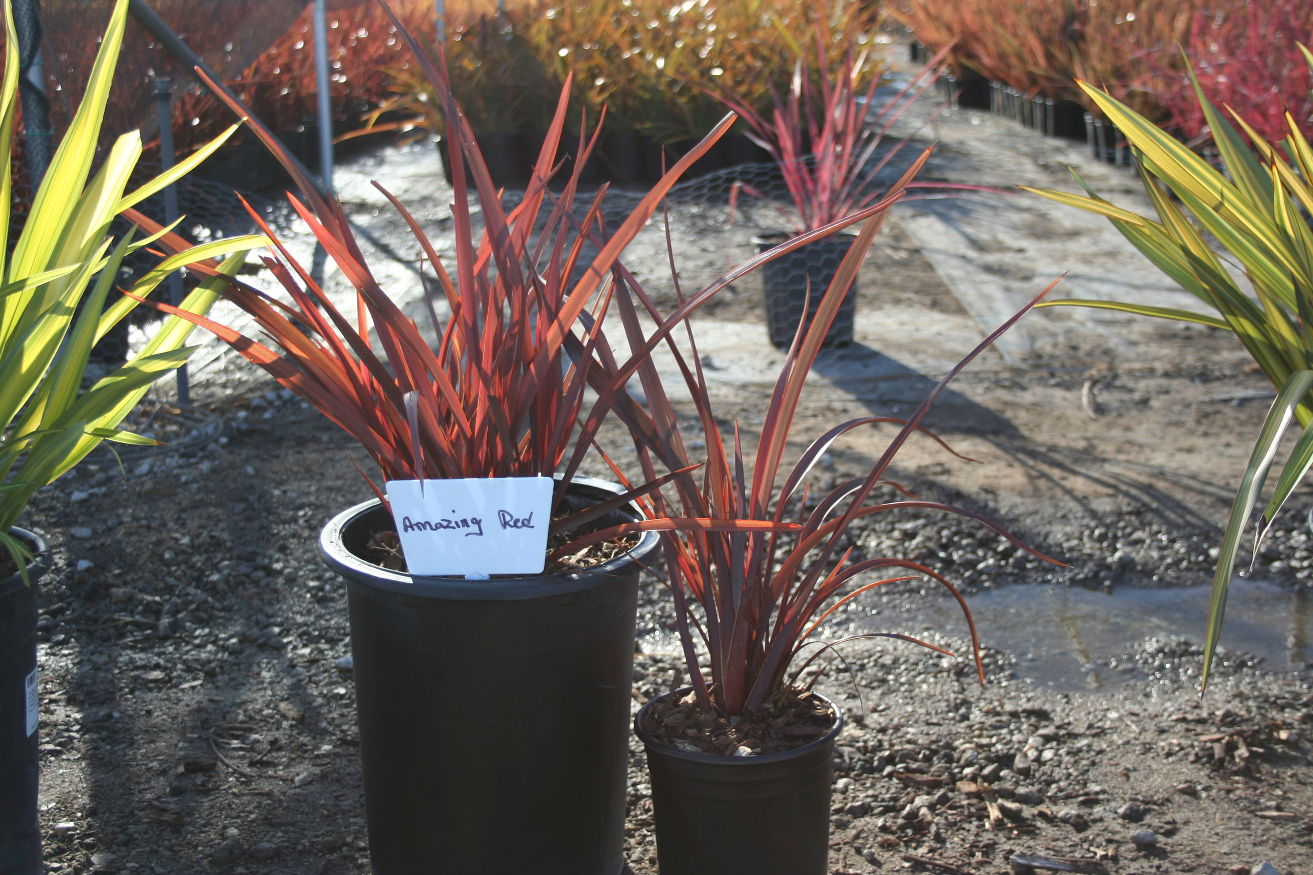 Phormium 'Amazing Red' (New Zealand Flax Hybrid)