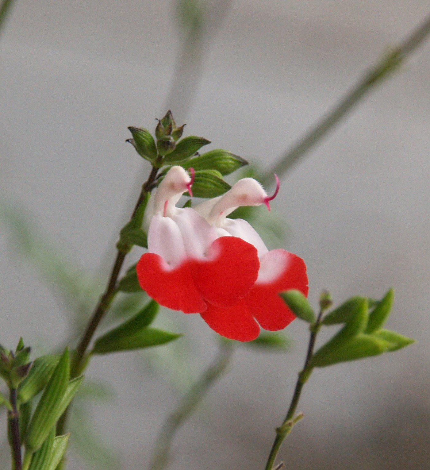 Salvia microphylla 'Mesa Azure' (Sage Hybrid)