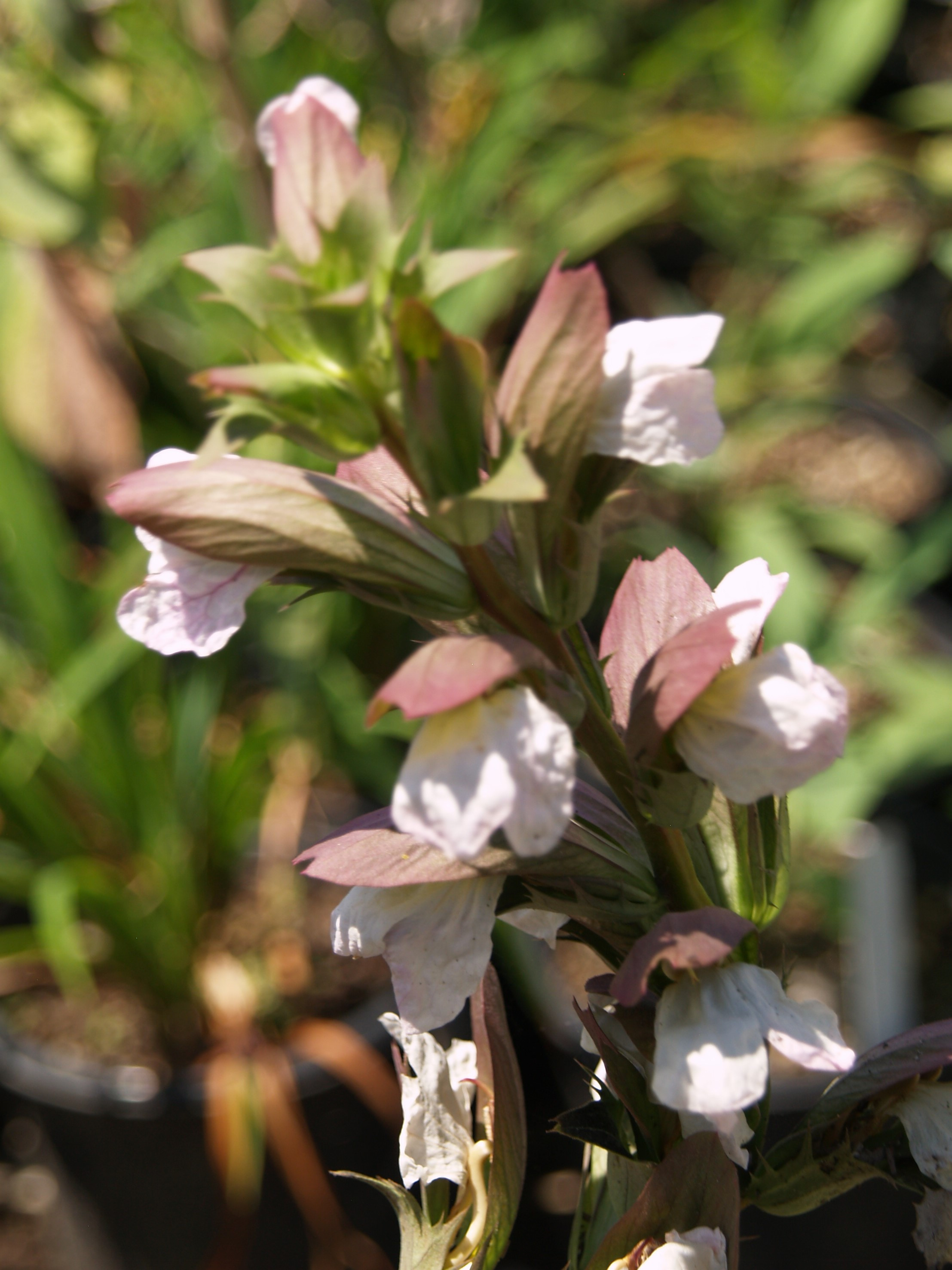 Phormium 'Tom Thumb’ (Dwarf New Zealand Flax)