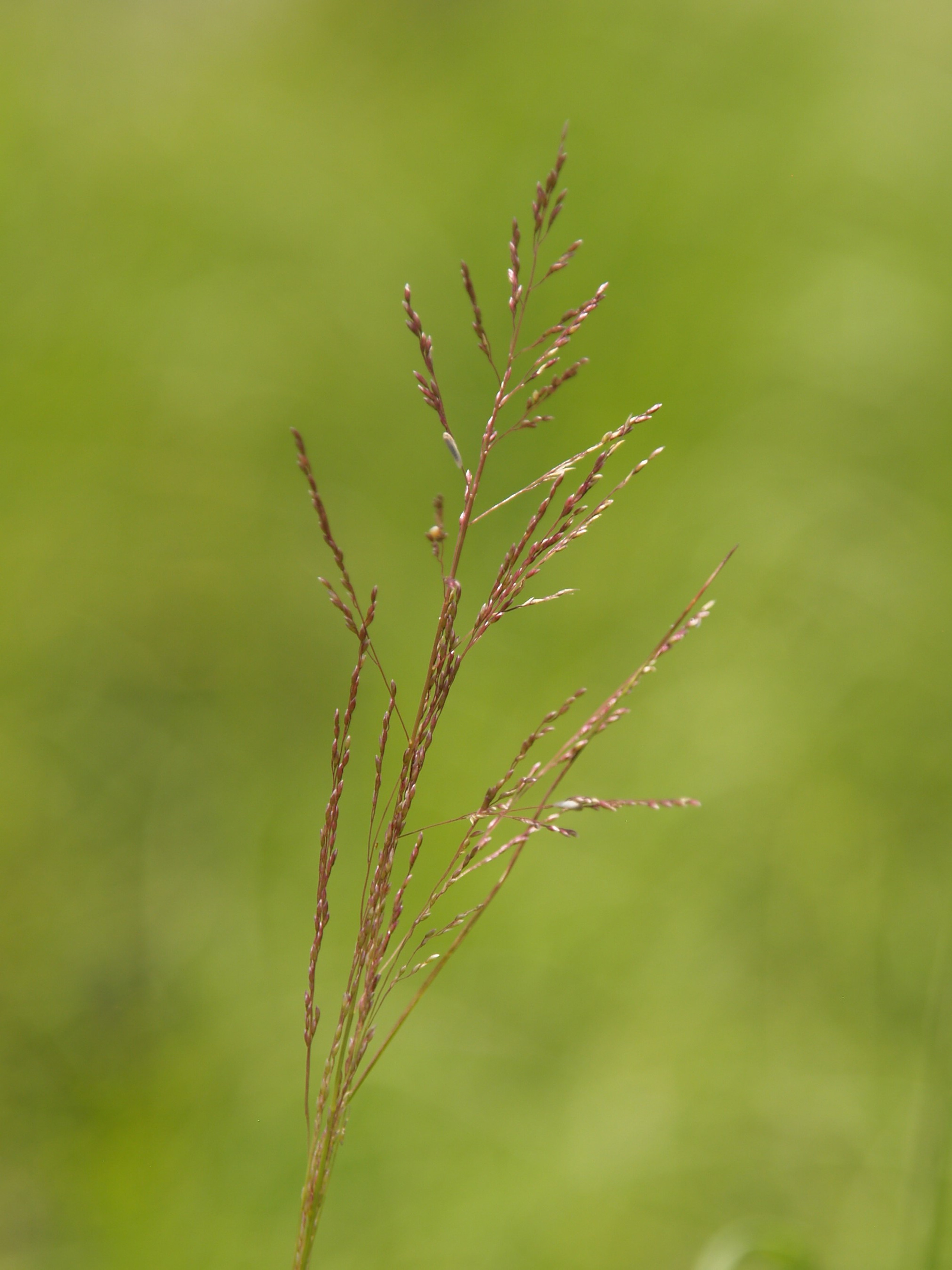 Sporobolus airoides (Alkali Dropseed)