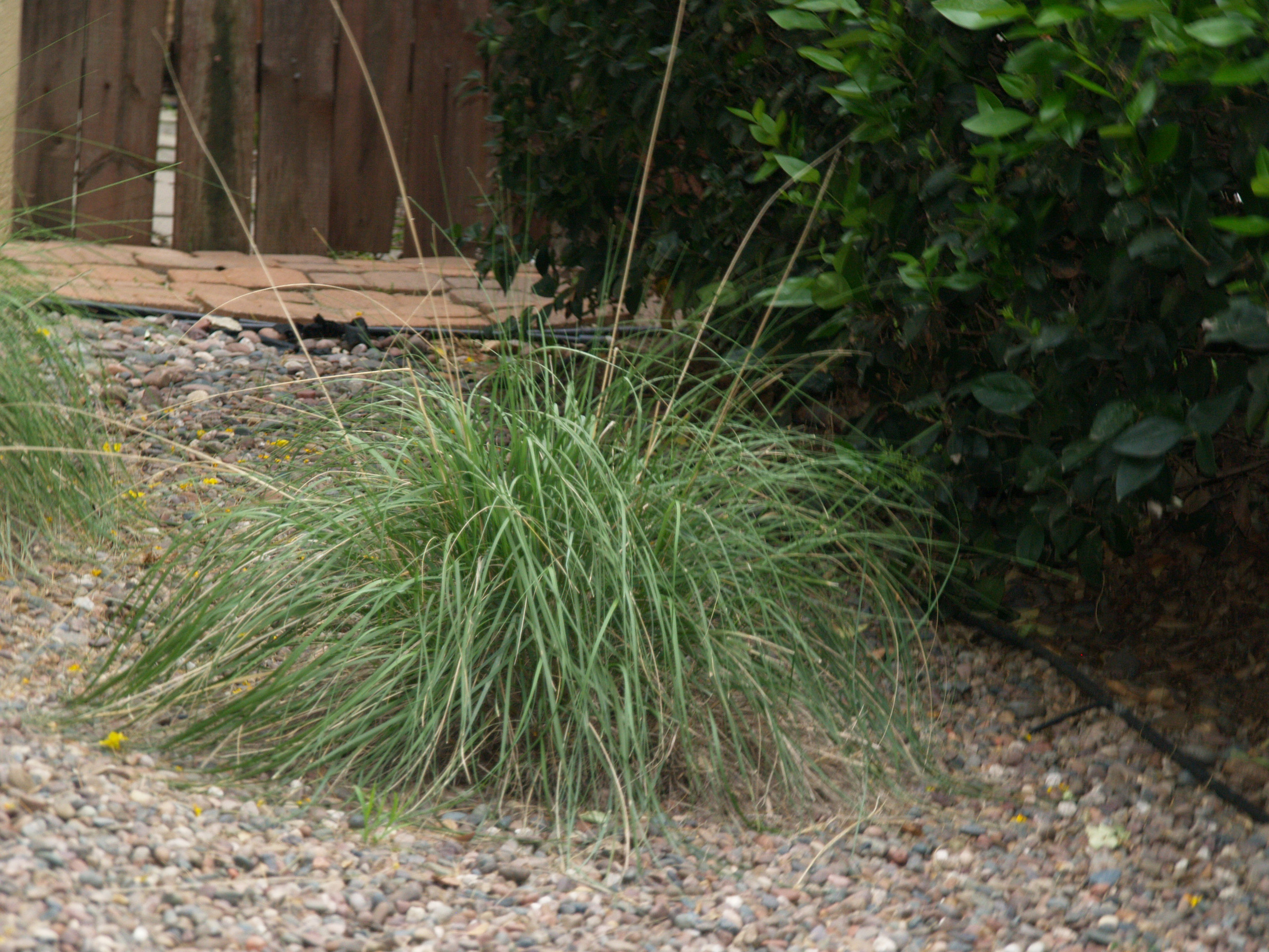 Muhlenbergia rigens (Deergrass)