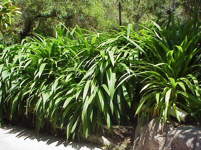 Setaria palmifolia (Palm Grass)