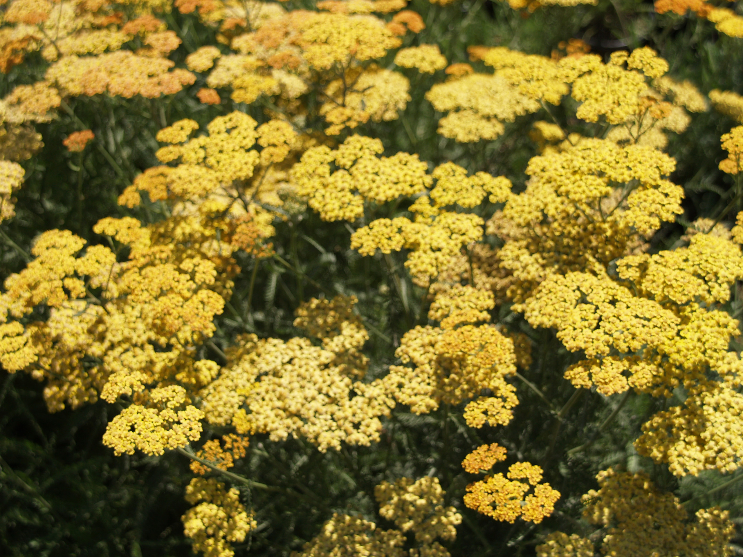 Achillea millefolium 'Terra Cotta' Yarrow Orange / Rust Tones)