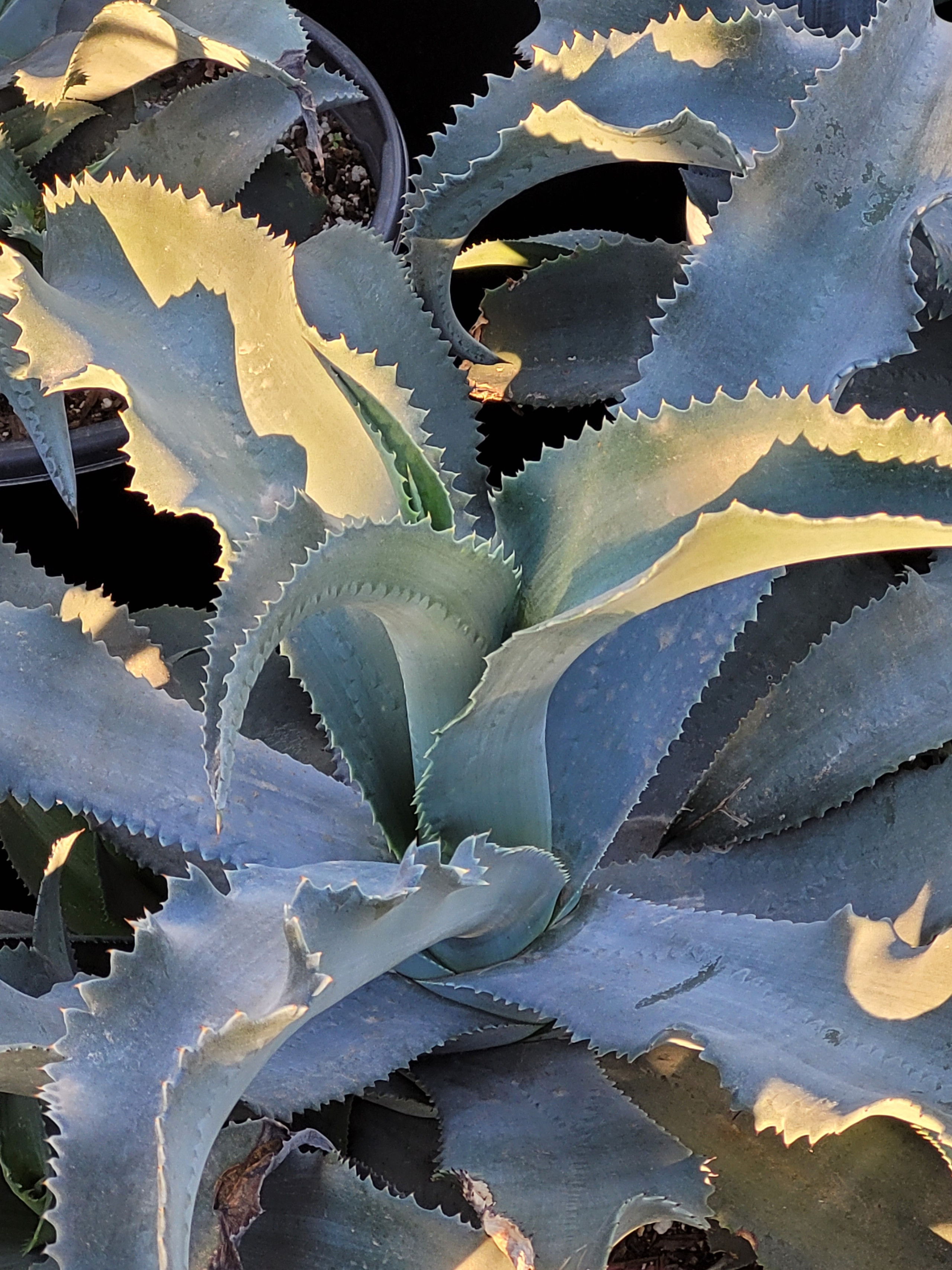 Agave bracteosa 'Calamar' (Squid Agave Selection)