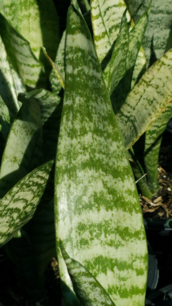 Sansevieria 'Zeylanica' (Snake Plant)