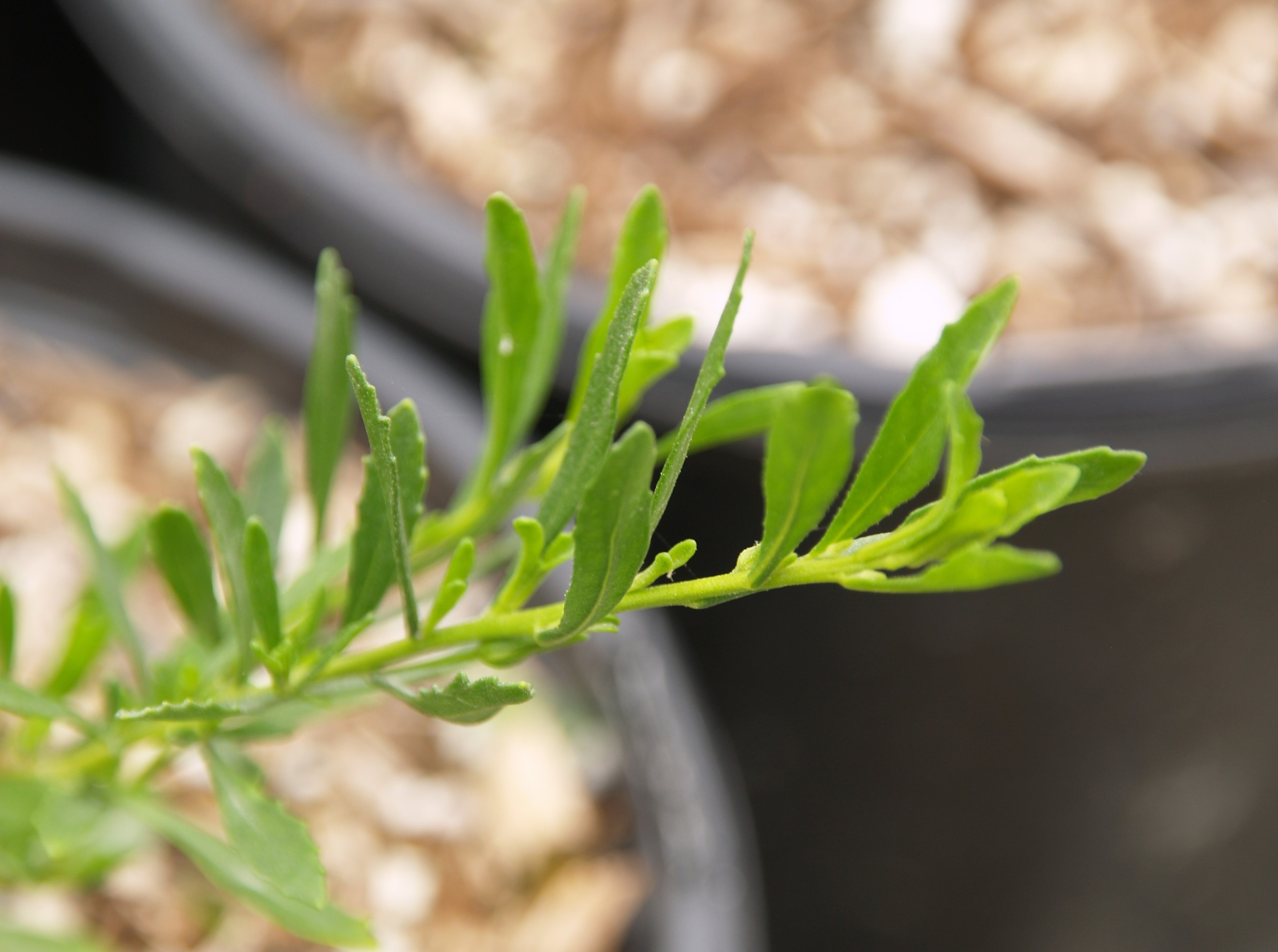 Eremophila glabra 'Mingenew Gold'