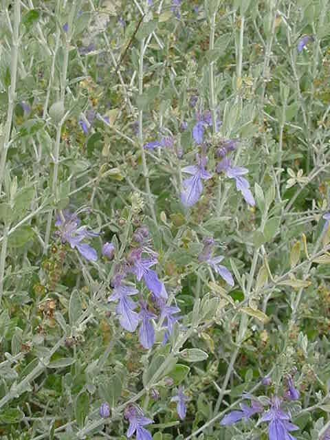 Azureuma Teucrium fruticans ‘Azureum’ (Bush Germander Selection)