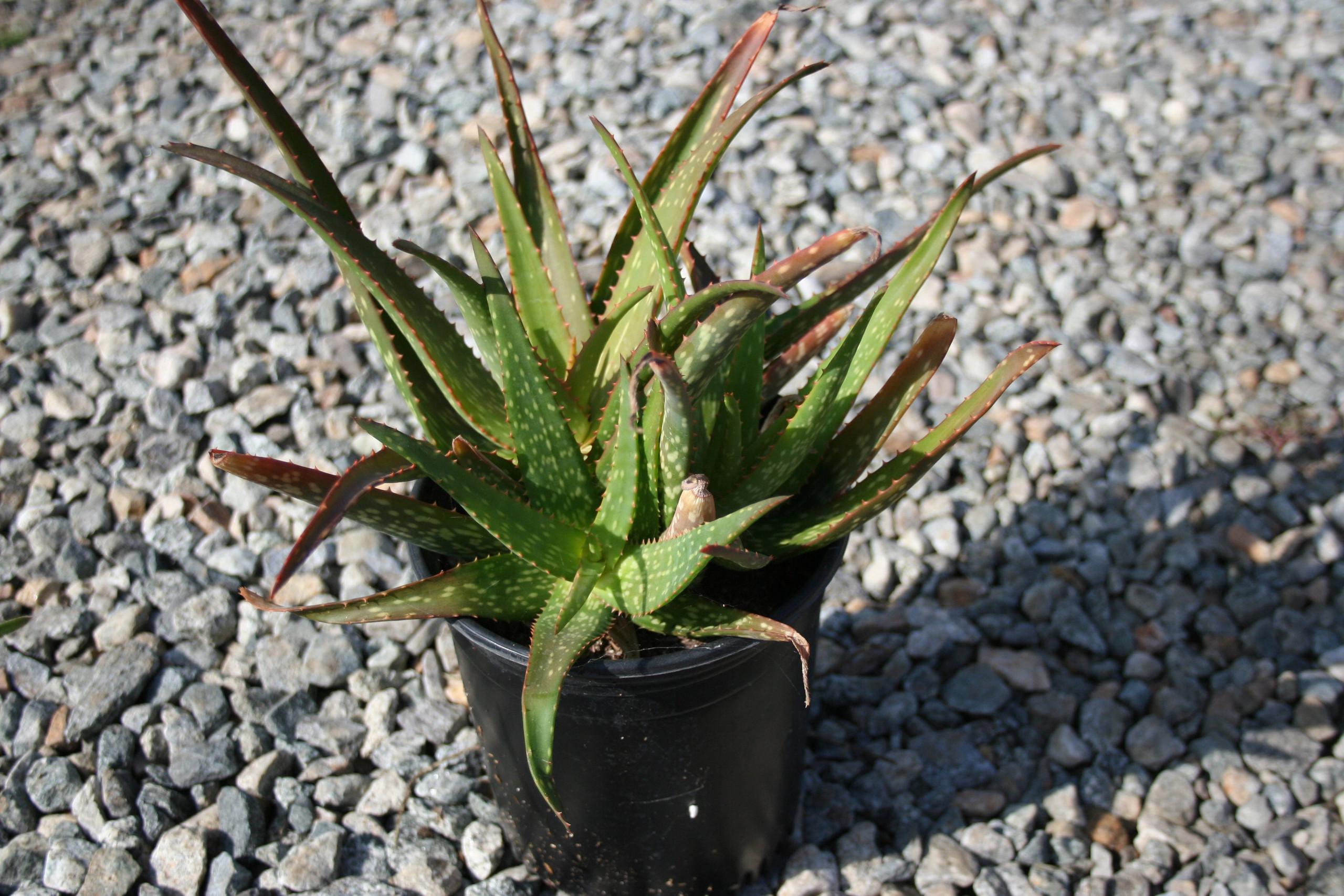 Aloe 'Rooikappie' (Little Red Cap Aloe)
