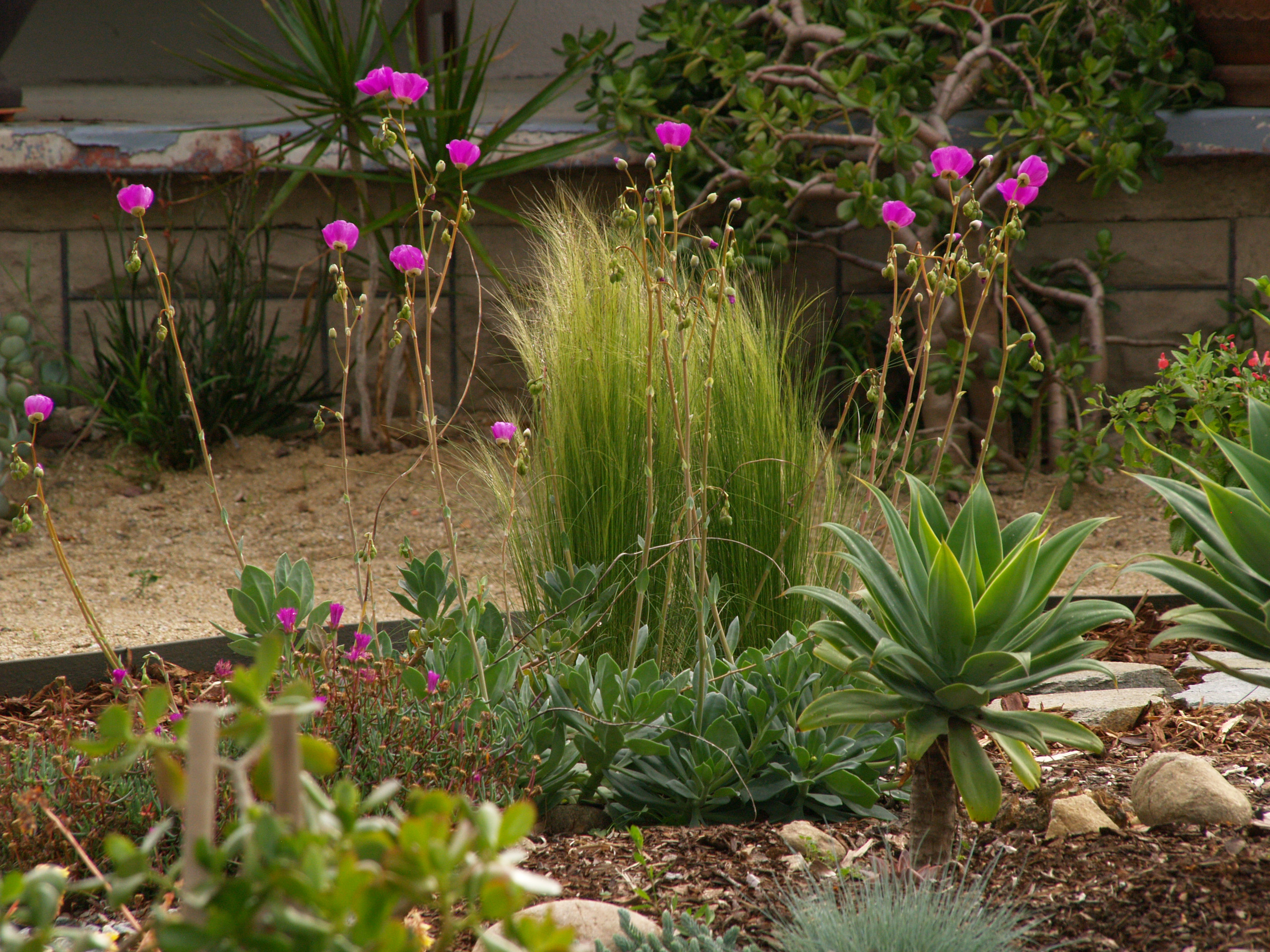 Calandrinia spectabilis (Cistanthe grandiflora) (Rock Purslane)