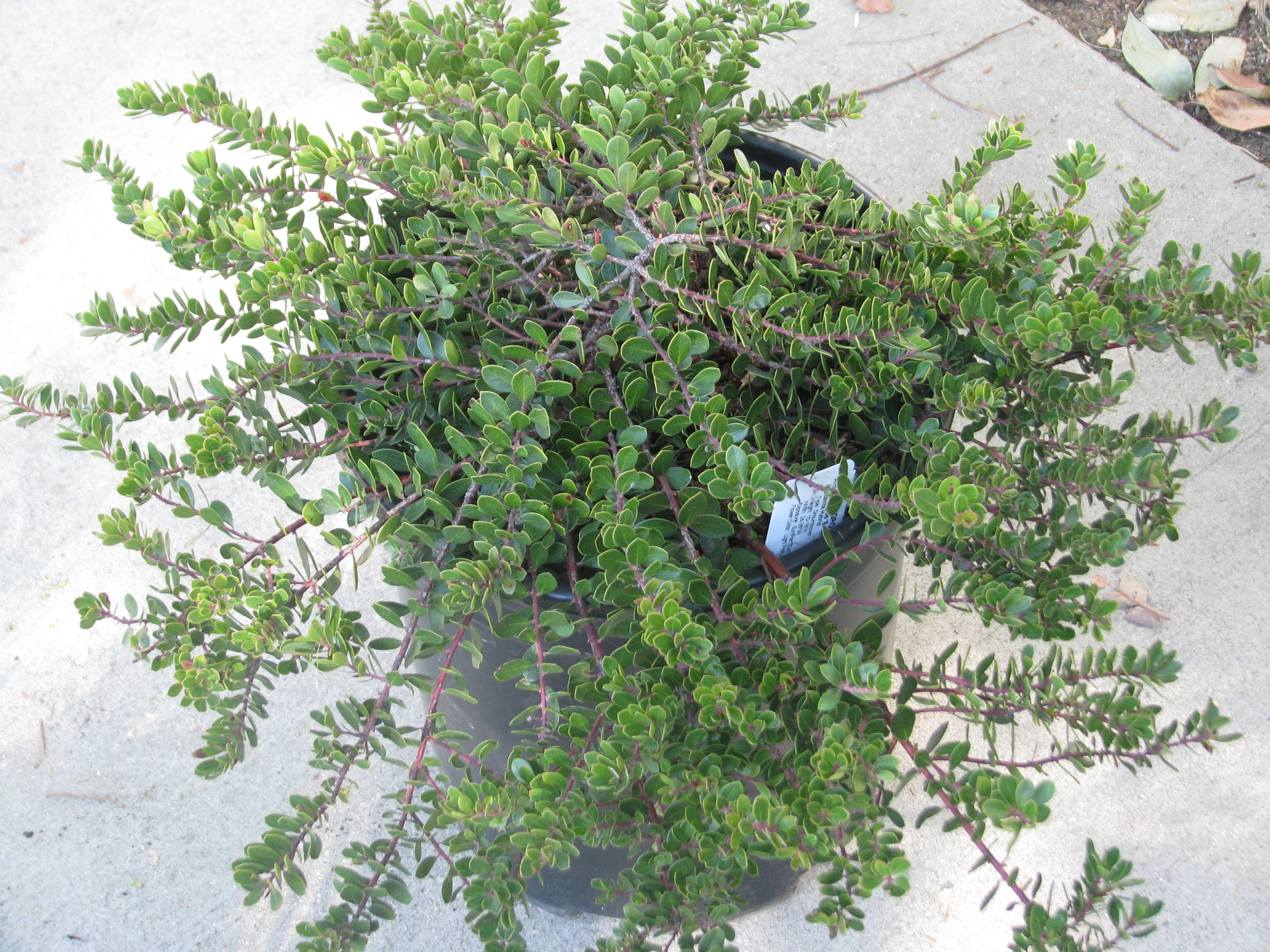Arctostaphylos 'Emerald Carpet' (Manzanita Selection)