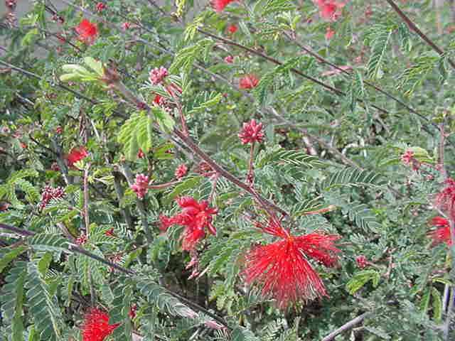 Calliandra californica (Red Fairy Duster)