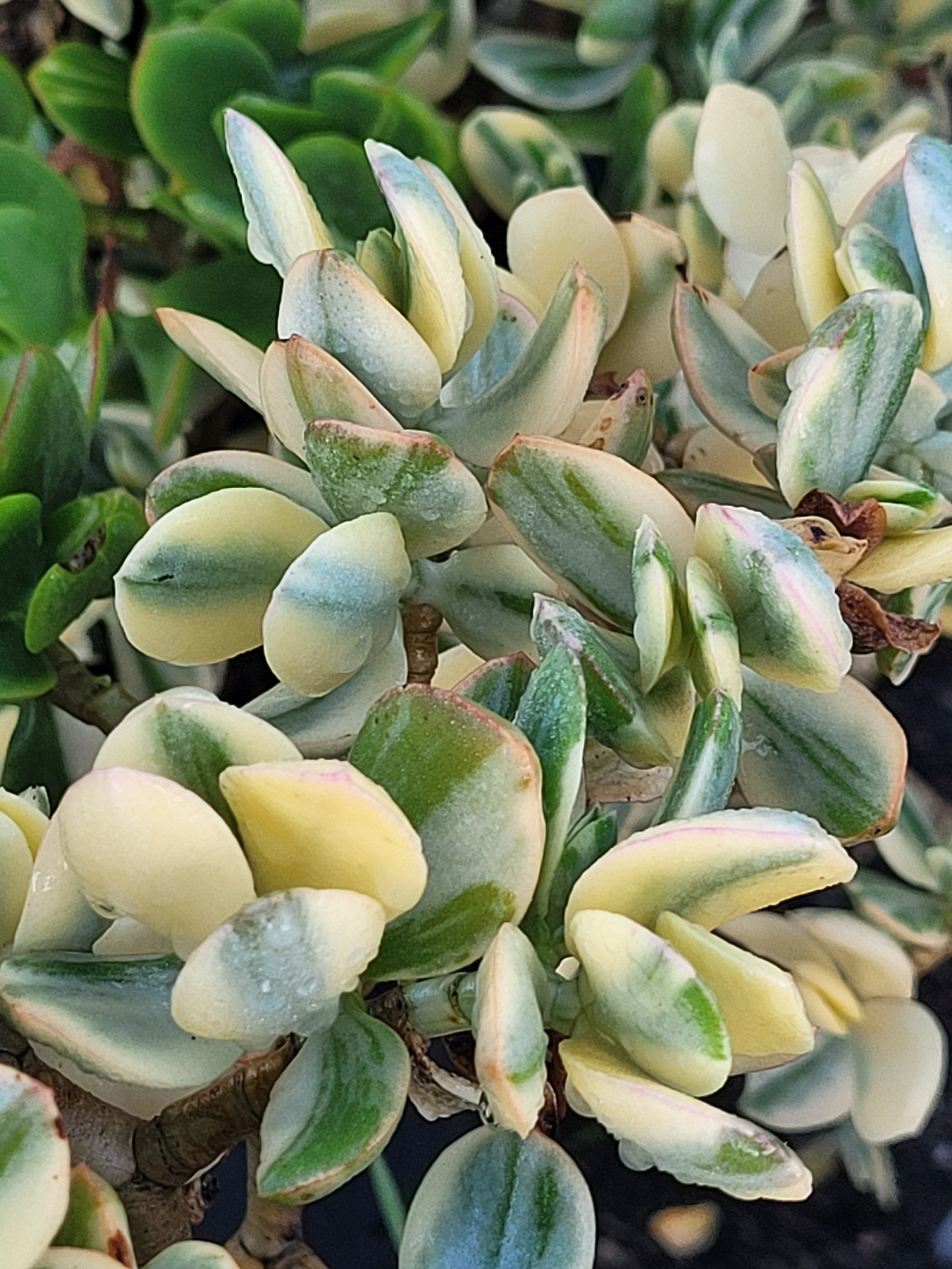 Crassula ovata 