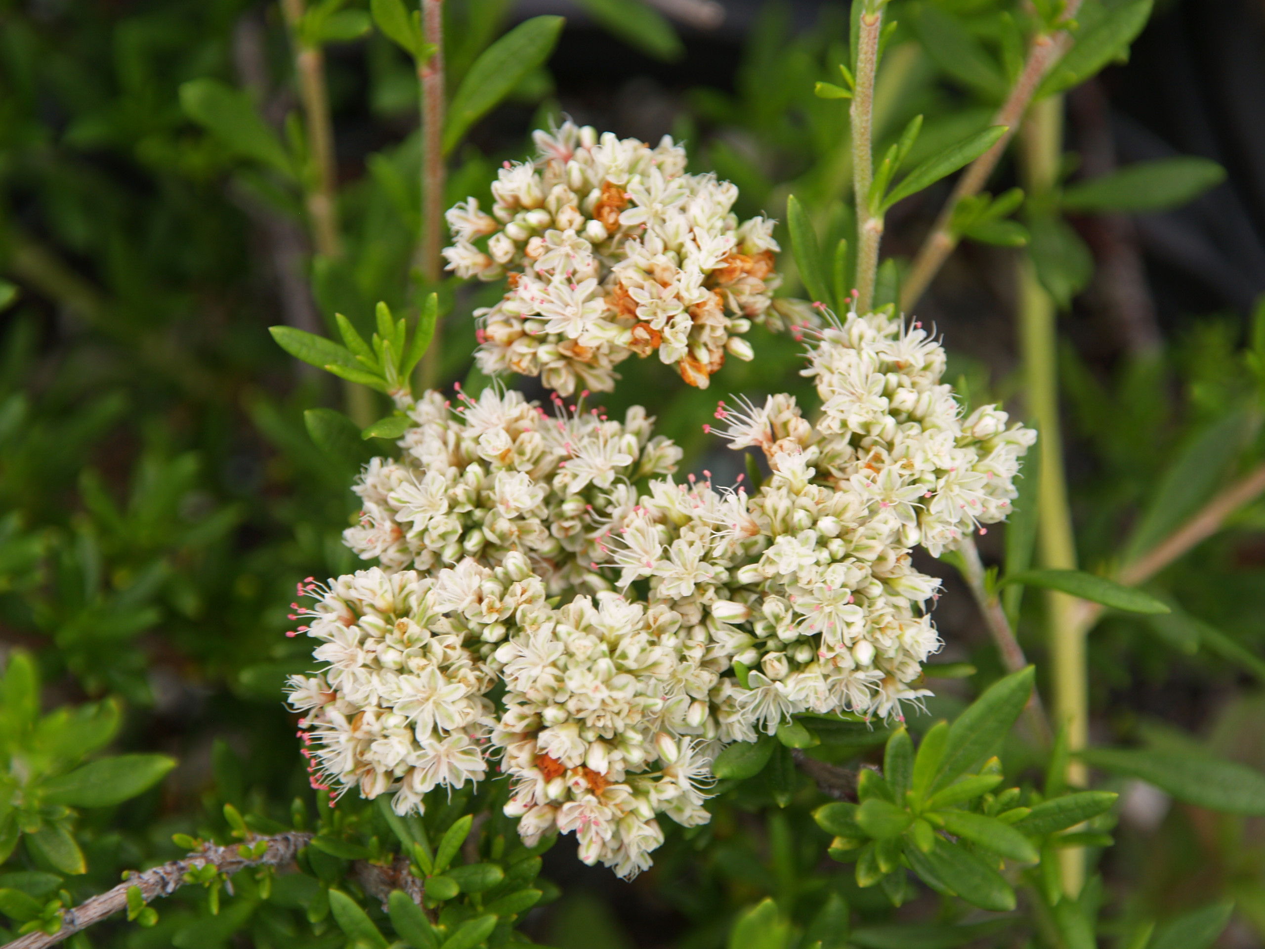 Eriogonum fasciculatum 'Bruce Dickinson' (California Buckwheat Selection)