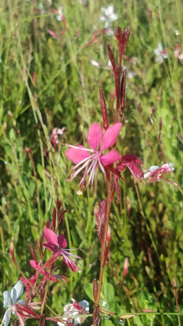 Gaura lindheimeri 'Siskiyou Pink' flower close-up/foliage close-up