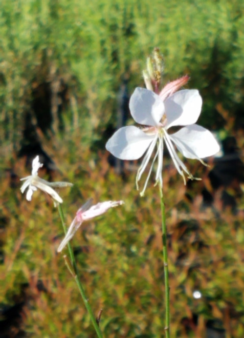 Gaura lindheimeri 'Variegata' flowers close-up