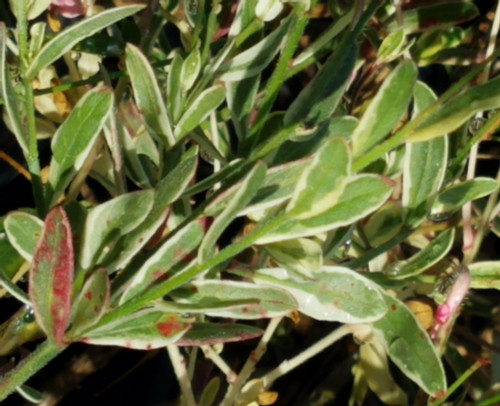 Gaura lindheimeri 'Variegata' foliage close-up