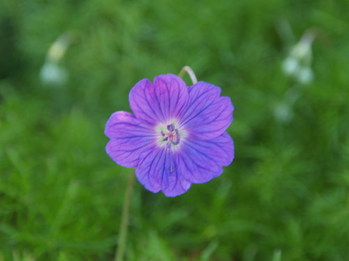 Geranium incanum flower close-up