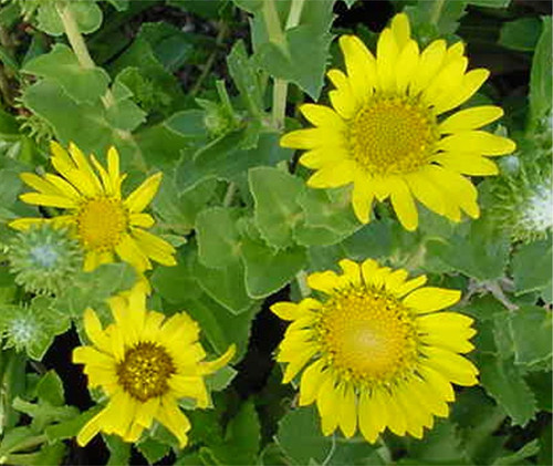 Grindelia stricta ssp. venulosa flowers close-up