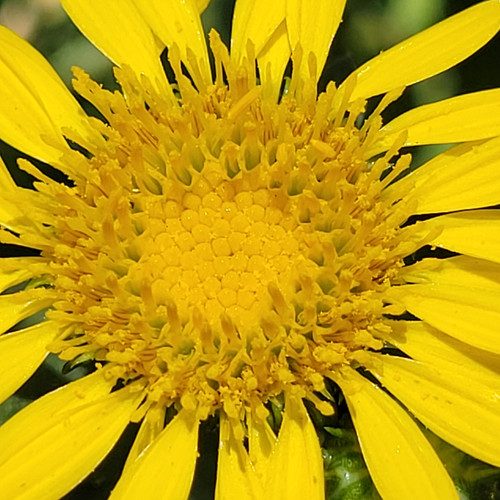 Grindelia stricta ssp. venulosa flower close-up
