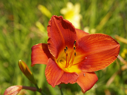 Hemerocallis hybrids 'Mixed Colors' flower close-up