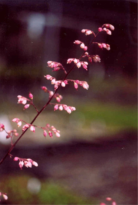 Heuchera 'Old La Rochette' 1g