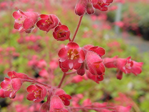 Heuchera 'Santa Ana Cardinal' Santa Ana Cardinal Coral Bells (Alum Root Hybrid) flowers close-up